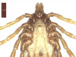 H. marginatum male ventral g 0