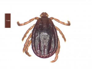 H. punctata female dorsal 0