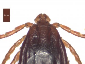 H. punctata female dorsal g 0