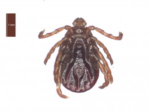 H. punctata female ventral 0