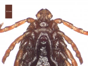 H. punctata female ventral g 0