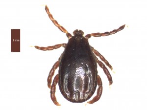 H. punctata male dorsal 0