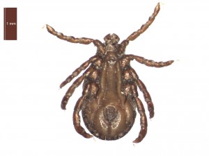 H. punctata male ventral 0