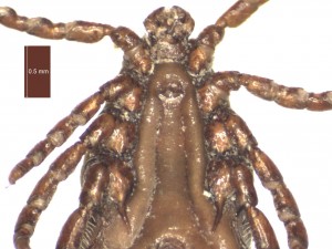 H. punctata male ventral g 0