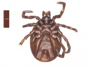 I.canisuga female ventral 0