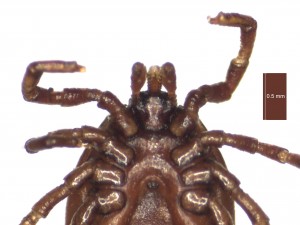 I.canisuga female ventral g 0