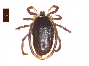 I.canisuga male dorsal 0