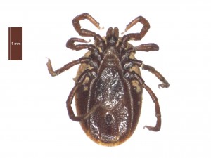 I.canisuga male ventral 0