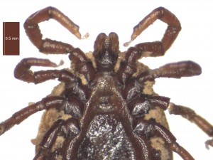 I.canisuga male ventral g 0