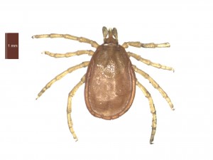 I.hexagonus female  0