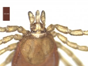 I.hexagonus female dorsal g 0