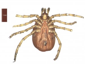 I.hexagonus female ventral 0