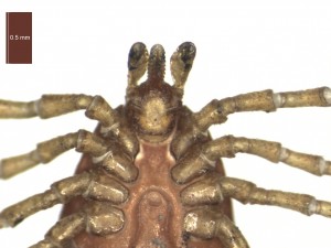 I.hexagonus female ventral g 0