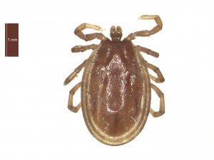 I.hexagonus male dorsal 0