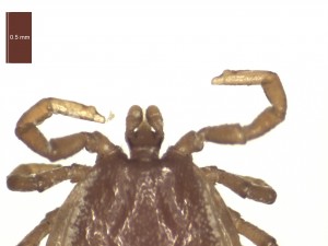 I.hexagonus male dorsal g 0