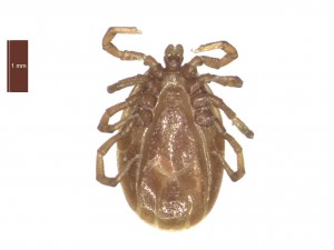 I.hexagonus male ventral 0