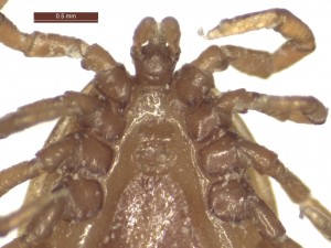 I.hexagonus male ventral g 0