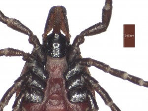 I.ricinus female ventral g 0