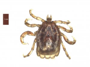 I.uriae male dorsal 0