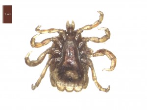 I.uriae male ventral 0