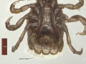 I.uriae male ventral fest 01