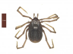 I.vespertilionis female dorsal 0