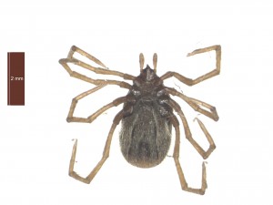 I.vespertilionis female ventral 0