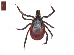 Ixodes ricinus female dorsal view 0