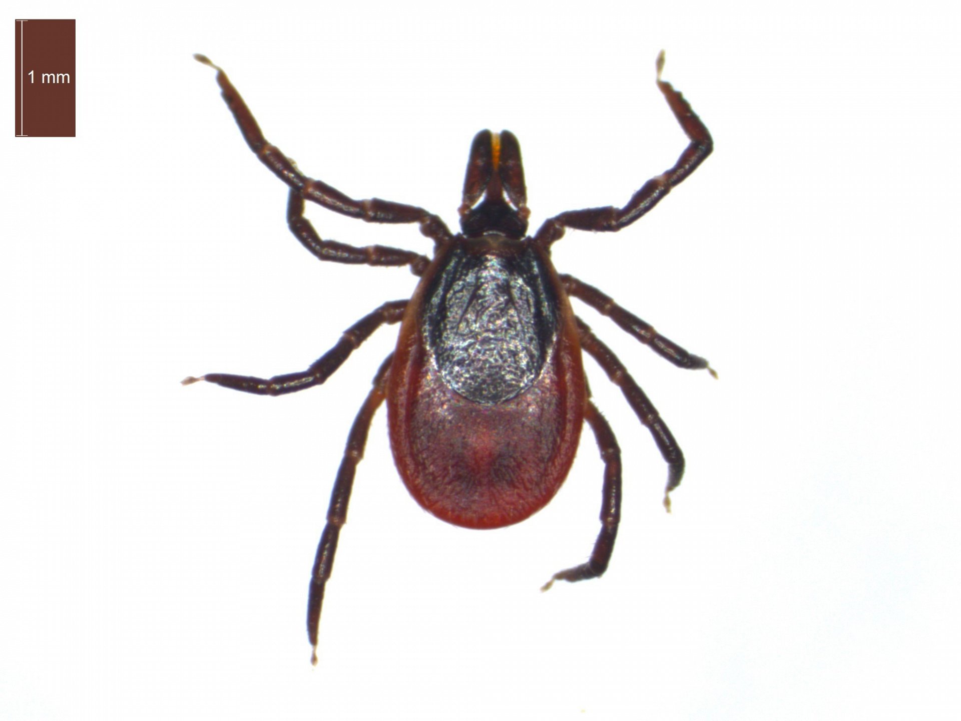 Ixodes ricinus | ESCCAP UK & Ireland