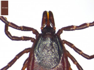 Ixodes ricinus female dorsal view gnathosoma 0