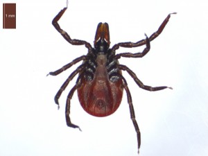 Ixodes ricinus female ventral view 0