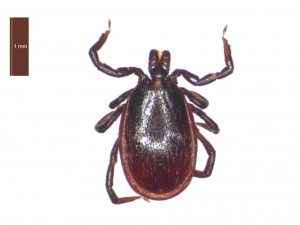 Ixodes ricinus male dorsal view 0