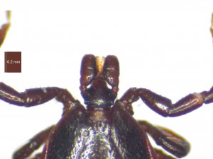 Ixodes ricinus male dorsal view gnathosoma 0