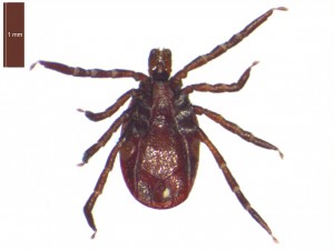 Ixodes ricinus male ventral view 0