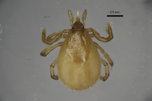 Ixodes_acuminatus_f-jaburtoncollection_tray84-dorsal-5_0x 0