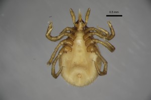 Ixodes_acuminatus_f-jaburtoncollection_tray84-ventral-5_0x 0