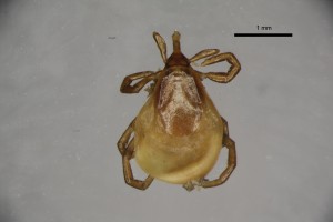 Ixodes_apronophorus_f-gbthompsoncollectiontray84-dorsal-4_0x 0