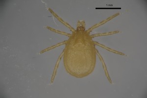 Ixodes_arboricola_f-sfbarnettcollectiontray85-dorsal-4_0x 0