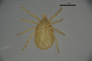 Ixodes_arboricola_f-sfbarnettcollectiontray85-ventral-4_0x 0