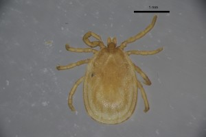 Ixodes_arboricola_m-sfbarnettcollectiontray85-dorsal-4_0x 0