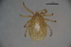 Ixodes_arboricola_m-sfbarnettcollectiontray85-ventral-4_0x 0