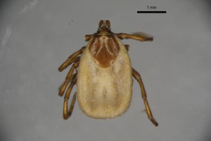 Ixodes_caledonicus_f-tray87-dorsal-3_2x 0