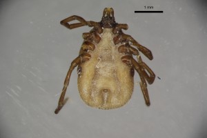Ixodes_caledonicus_f-tray87-ventral-3_2x 0