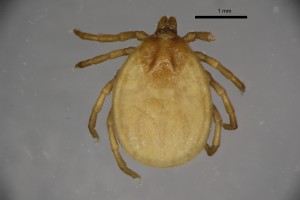 Ixodes_lividus_f-gbthompsoncollection_tray96-dorsal-4_0x 0