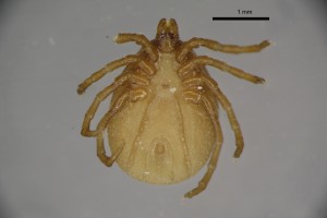 Ixodes_lividus_f-gbthompsoncollection_tray96-ventral-4_0x 0
