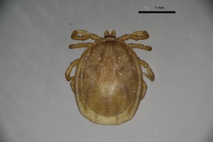 Ixodes_lividus_m-gbthompsoncollection_tray96-dorsal-4_0x 0