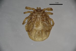 Ixodes_lividus_m-gbthompsoncollection_tray96-ventral-4_0x 0