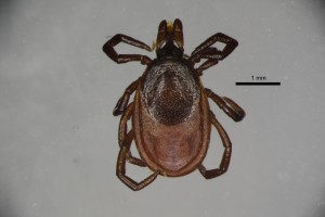 Ixodes_persulcatus_f-drarthurcollection-dorsal-3_2x 0