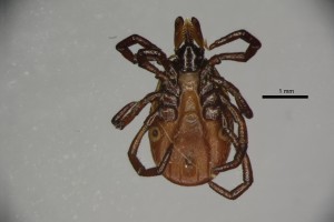 Ixodes_persulcatus_f-drarthurcollection-ventral-3_2x 0