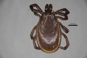 Ixodes_persulcatus_m-drarthurcollection-dorsal-5_0x 0